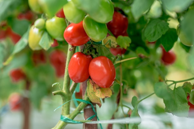 Tomates vertes jaunes rouges mûres dans l'agriculture biologique de jardin