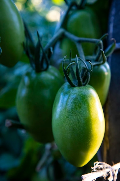 Tomates vertes sur le lit du fermier.