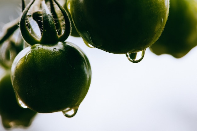 Tomates vertes noires