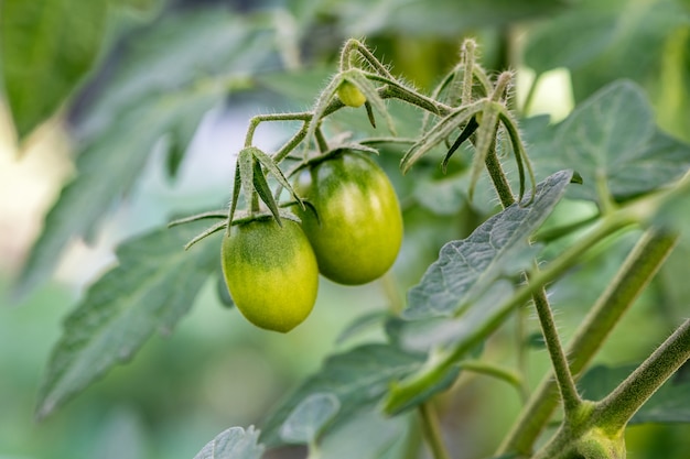 Des tomates vertes non mûres accrochées dans une serre du jardin