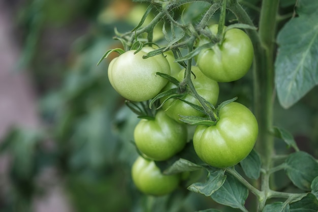 Tomates vertes non mûres dans le potager