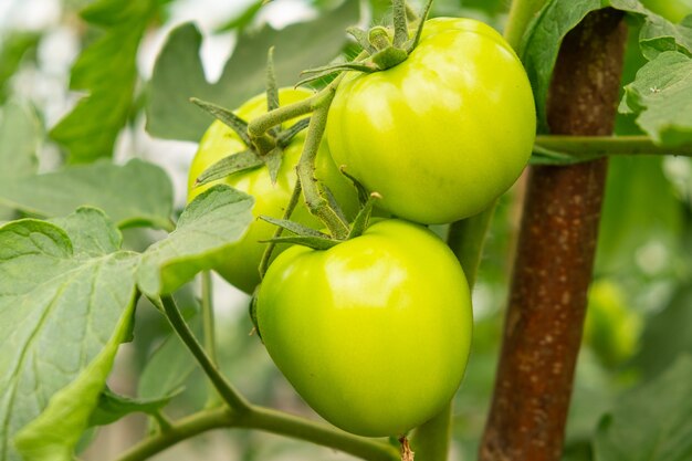 Tomates vertes non mûres sur un gros plan de branche.