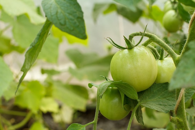 Tomates vertes non mûres poussant sur la branche en arrière-plan flou naturel. Faible profondeur de champ.