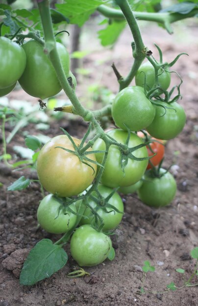 Tomates vertes non mûres poussant dans la serre.