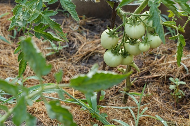 Tomates vertes non mûres poussant sur le lit de jardin Serre avec les fruits de tomates vertes sur un buisson