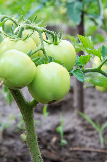 Tomates vertes non mûres poussant sur le lit de jardin.