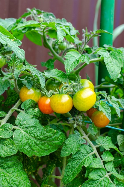 Des tomates vertes non mûres poussent sur des buissons en serre.