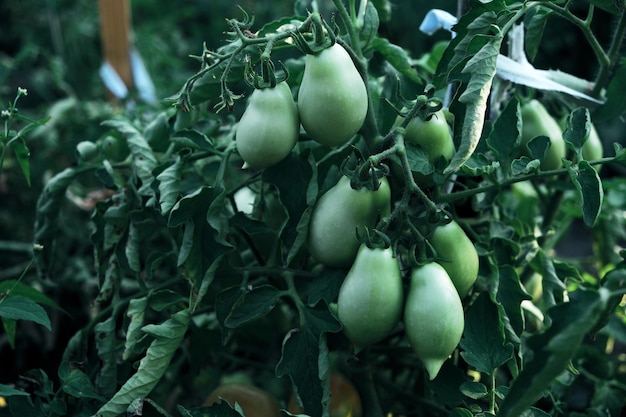 Des tomates vertes non mûres poussent dans le lit de jardin.