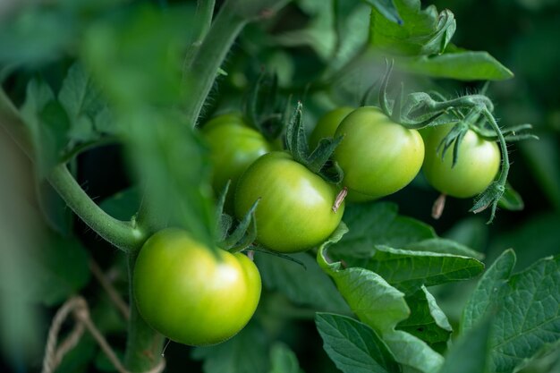Tomates vertes sur une plante dans un jardin