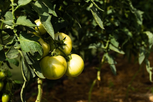 Les tomates vertes poussent sur une branche Récoltez une tomate au soleil