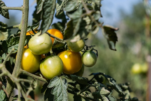 Les tomates vertes poussent sur une branche