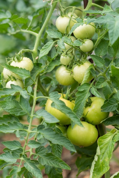 Les tomates vertes poussent dans un potager en été