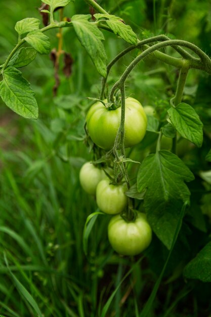 Les tomates vertes sont accrochées au buisson. Nouvelle récolte. Verticale.