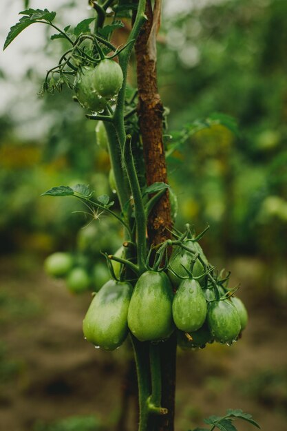 Photo des tomates sur une vigne dans le jardin