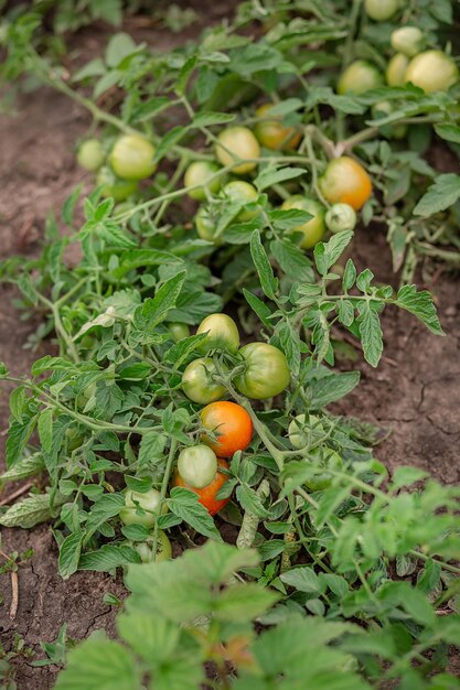 Tomates de vigne vertes Tomates vertes non mûres sur les buissons Tomates Légumes verts au sol