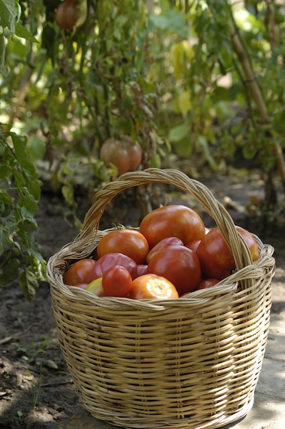 Tomates