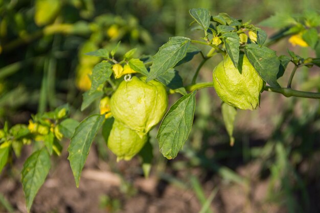 Tomatillo (Physalis philadelphica) ou tomate de cosse mexicaine. Famille des solanacées