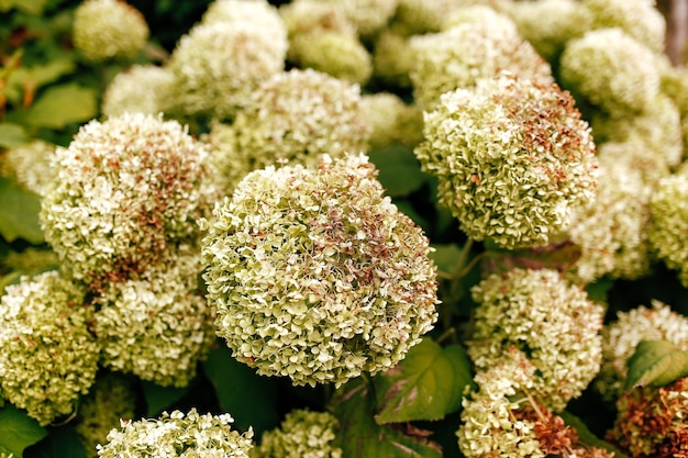 Tombées de têtes de fleurs d'hortensia blanc à l'automne.