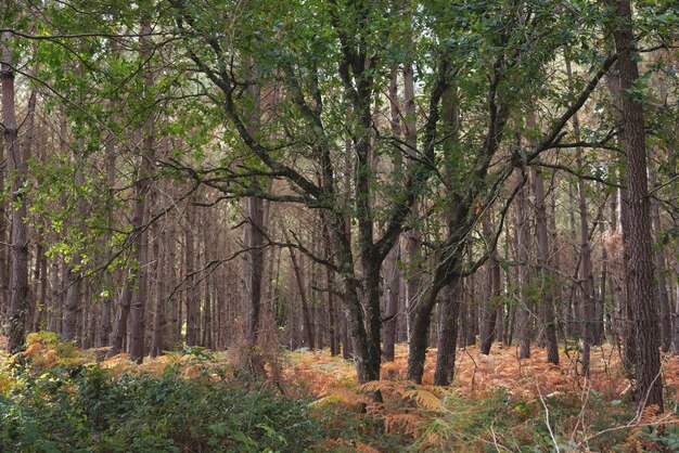 Tomber dans la forêt