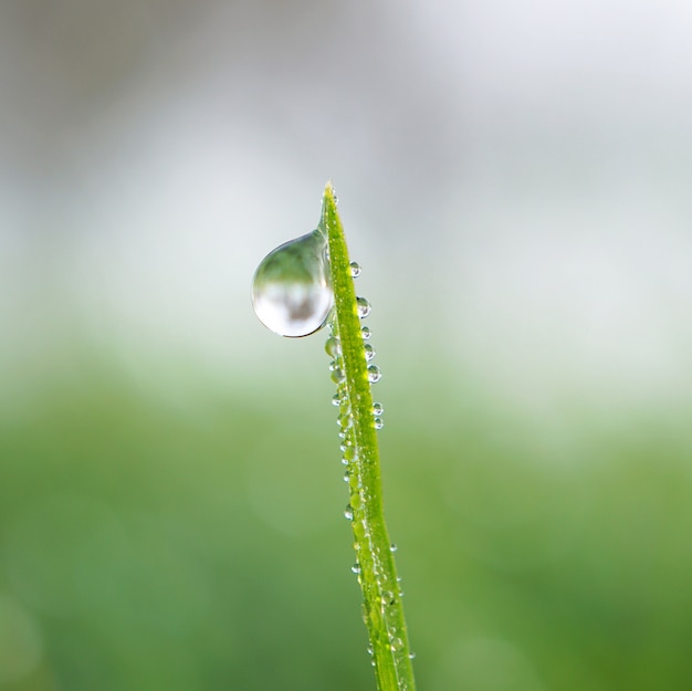 tomber sur l&#39;herbe verte