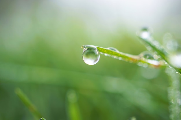 tomber sur l&#39;herbe verte