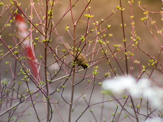 Tomtit sur une branche du bouleau au printemps