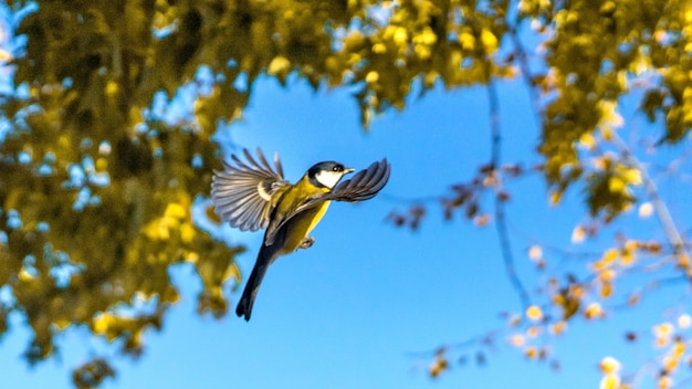 Tomtit vole, automne en Sibérie, Tomsk.