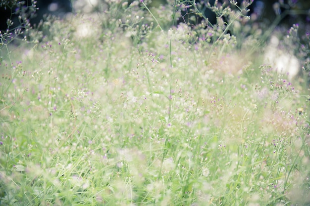 Ton doux vintage Fond de nature abstraite avec de l'herbe dans la prairie et l'image du coucher du soleil peut utiliser un fond d'écran de bureau ou un espace de copie pour ajouter un message texte Concept de nature