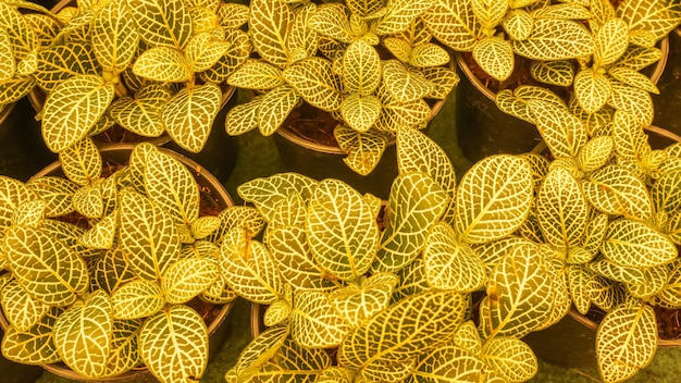 Ton jaune - petites plantes dans le jardin