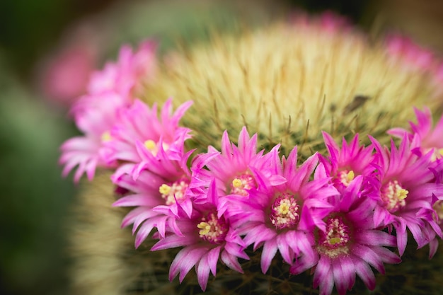 Ton de lumière douce macro de tonalité d'image vintage de fleur de cactus rose