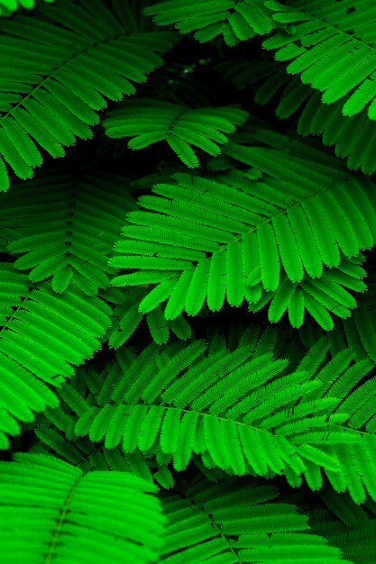 Ton mini feuille verte dans la nature