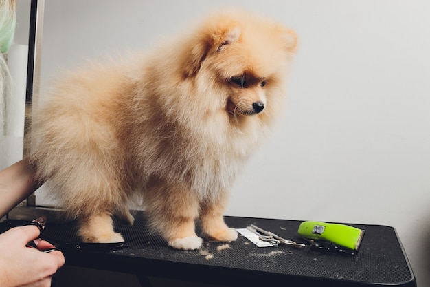 tondeuse professionnelle taillant les pattes de chien à poils longs