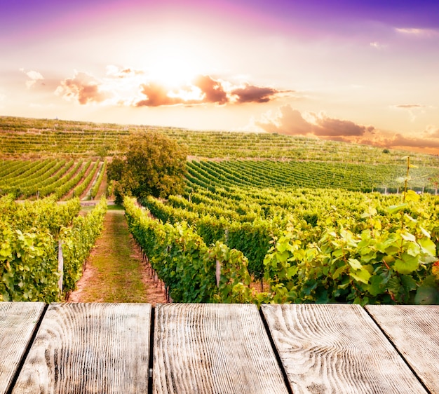 Photo tonneau de chêne sur les vignes en arrière-plan. concept de cave