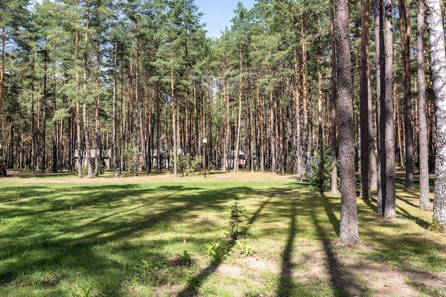 Tonnelles de camping en bois tout confort dans une pinède