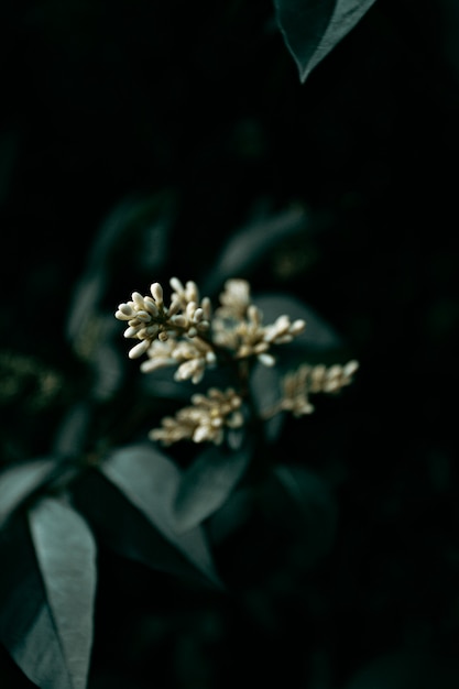 Tons d'humeur sur un gros plan de fleurs