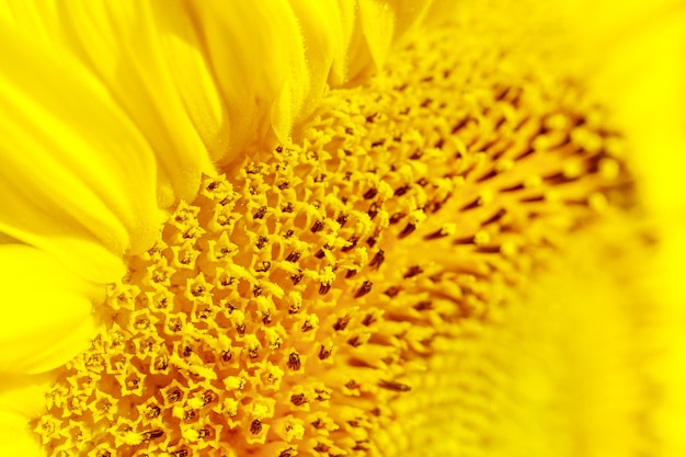 Tons jaunes de tournesol