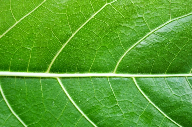 Top shot et gros plan d'une feuille verte