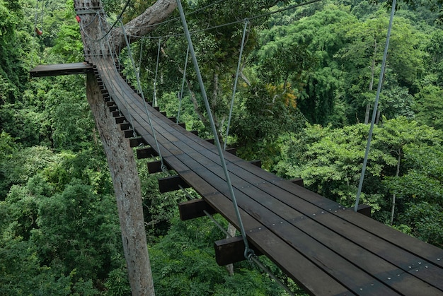 Top suspendu ou baldaquin dans la forêt tropicale de Thaïlande