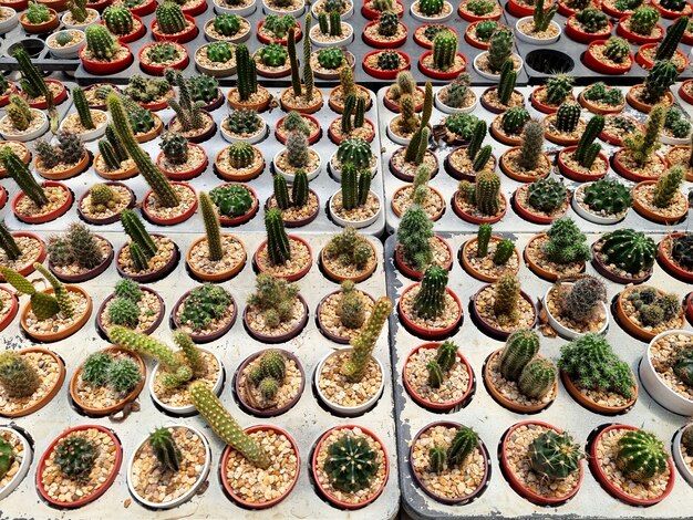 Topview petit cactus et plantes succulentes dans la ferme de cactus