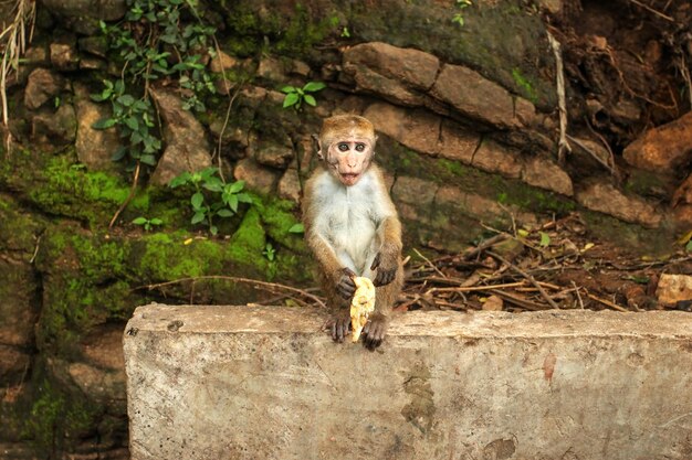 Toque macaque (Macaca sinica) bébé, mangeant une banane de touriste. Chutes de Ravana, Sri Lanka.