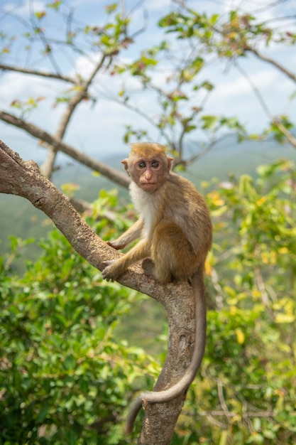 Toque macaque Macaca sinica