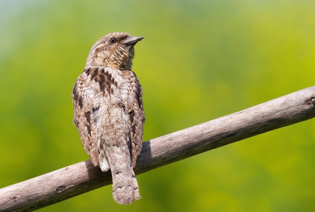 Torcol fourmilier eurasien Jynx torquilla Un oiseau est assis sur une branche sur un beau fond vert