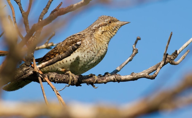 Torcol fourmilier eurasien Jynx torquilla Un oiseau est assis sur une branche