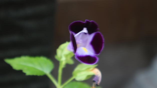 Torénia fournieri. fleur de triangle. herbacée annuelle. la fleur bluewings, est une plante annuelle.