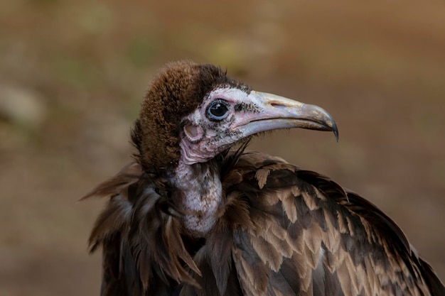 Torgos tracheliotos - Le vautour des marais ou torgo est un oiseau accipitriforme de la famille des Accipitridae.