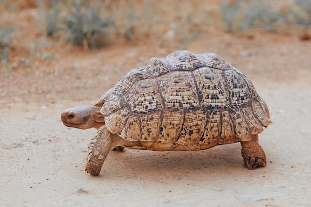 Photo tortue d'afrique du sud