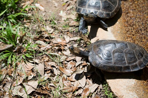 Photo la tortue amazonienne à taches jaunes podocnemis unifilis sortant d'un étang