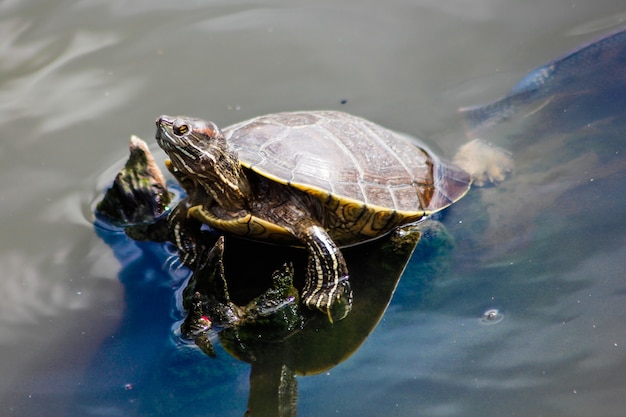 Tortue aquatique dans un étang en République Dominicaine