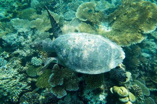 Une tortue assise sur des coraux sous la surface de l'eau