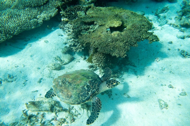 Une tortue assise sur des coraux sous la surface de l'eau